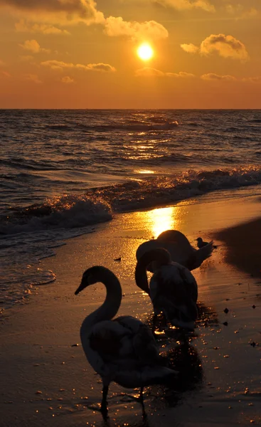 Hermosos cisnes y amanecer — Foto de Stock