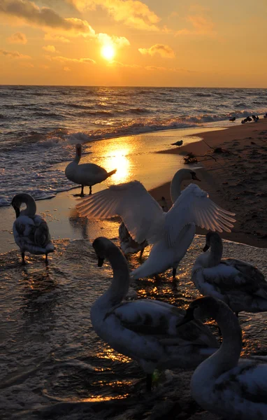 Hermosos cisnes y amanecer — Foto de Stock