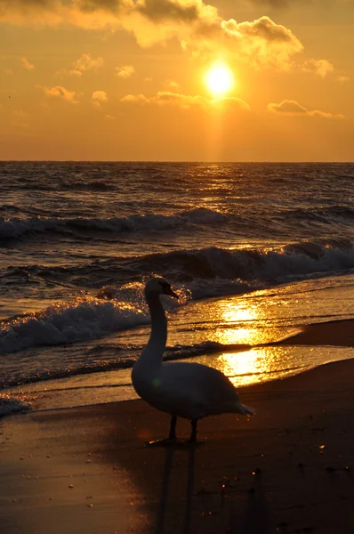 Hermosos cisnes y amanecer — Foto de Stock