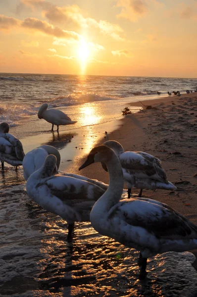 Hermosos cisnes y amanecer — Foto de Stock