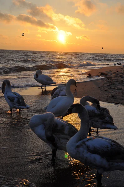 Hermosos cisnes y amanecer — Foto de Stock