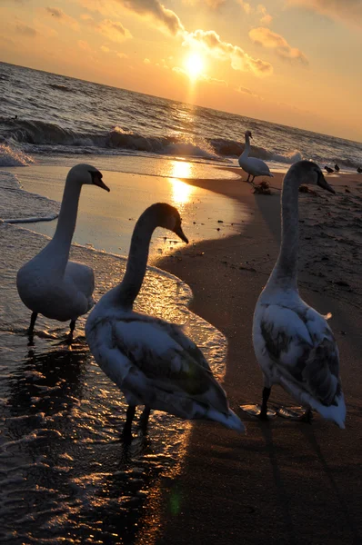 Beautiful swans and sunrise — Stock Photo, Image