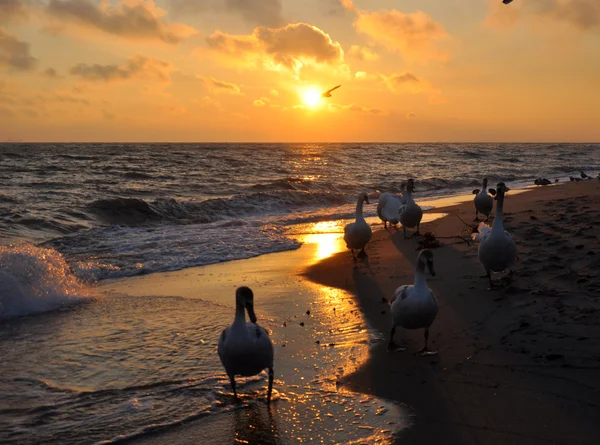 Hermosos cisnes y amanecer sobre el mar Báltico — Foto de Stock