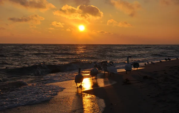 Hermosos cisnes y amanecer sobre el mar Báltico — Foto de Stock