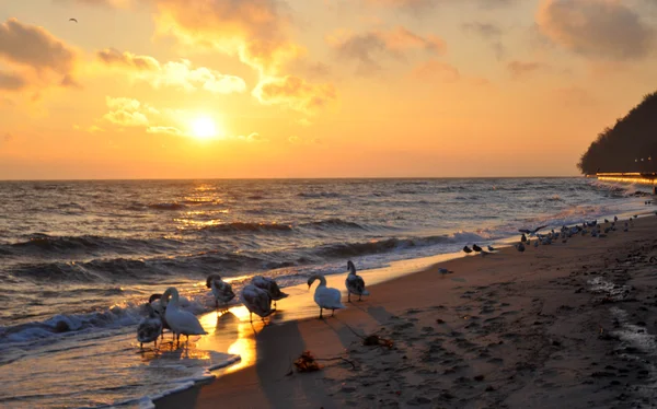 Hermosos cisnes y amanecer sobre el mar Báltico — Foto de Stock