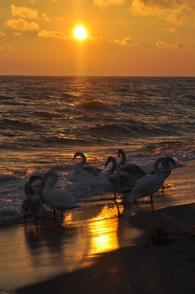 Hermosos cisnes y amanecer sobre el mar Báltico — Foto de Stock
