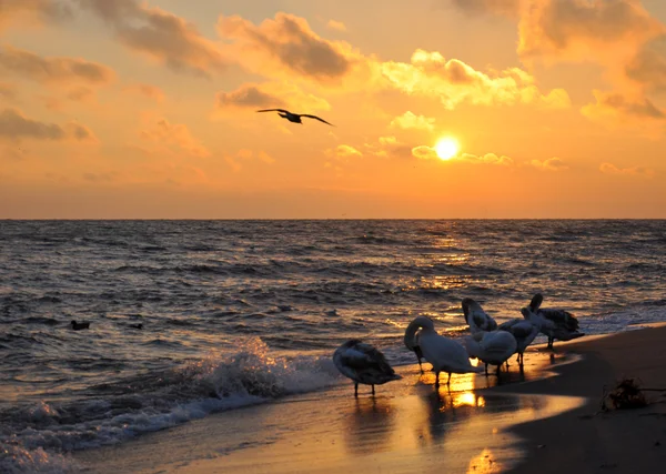 Hermosos cisnes y amanecer sobre el mar Báltico — Foto de Stock