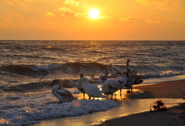 Beautiful swans and sunrise over the Baltic sea — Stock Photo, Image