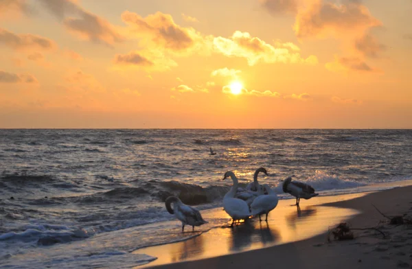 Hermosos cisnes y amanecer sobre el mar Báltico — Foto de Stock