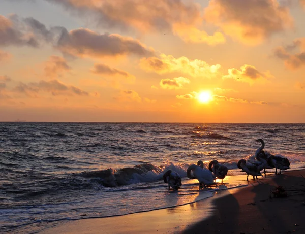 Salida del sol sobre el mar Báltico y hermosos cisnes — Foto de Stock