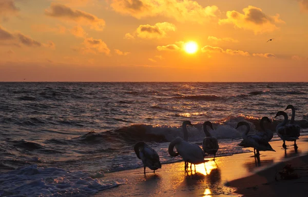 Salida del sol sobre el mar Báltico y hermosos cisnes — Foto de Stock