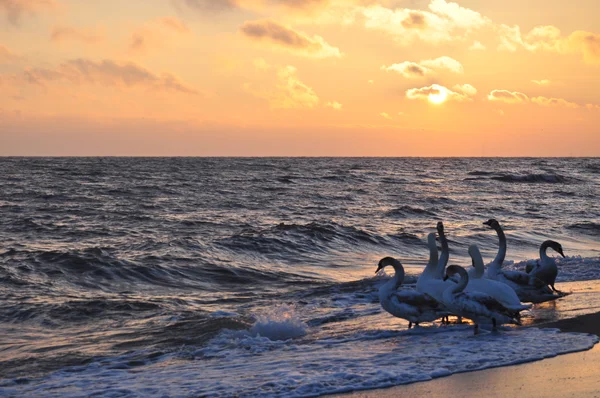 Salida del sol sobre el mar Báltico y hermosos cisnes — Foto de Stock