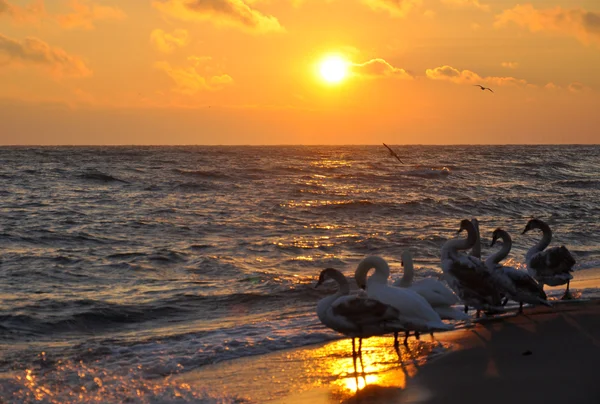 Salida del sol sobre el mar Báltico y hermosos cisnes — Foto de Stock