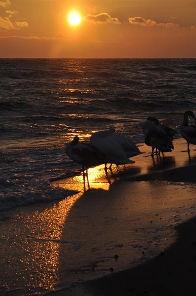 Sunrise over the Baltic sea and beautiful swans — Stock Photo, Image