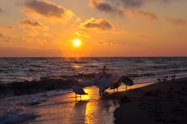 Salida del sol sobre el mar Báltico y hermosos cisnes — Foto de Stock