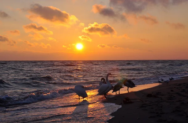 Salida del sol sobre el mar Báltico y hermosos cisnes — Foto de Stock