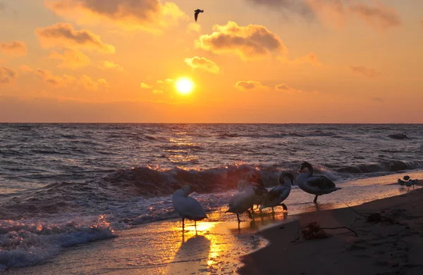 Lever de soleil sur la mer Baltique et de beaux cygnes — Photo