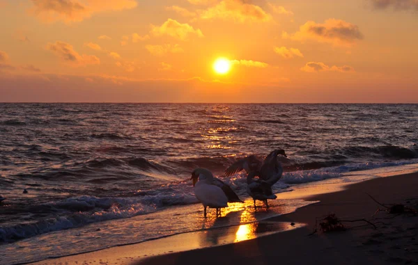 Salida del sol sobre el mar Báltico y hermosos cisnes — Foto de Stock