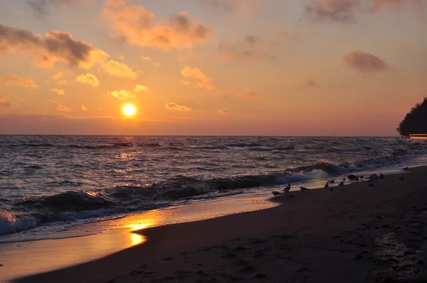 Salida del sol sobre el mar Báltico y hermosos cisnes — Foto de Stock