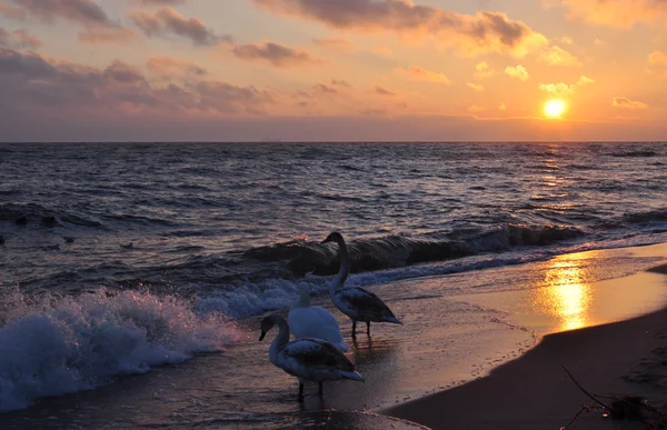 Smukke solopgang og svaner - Stock-foto