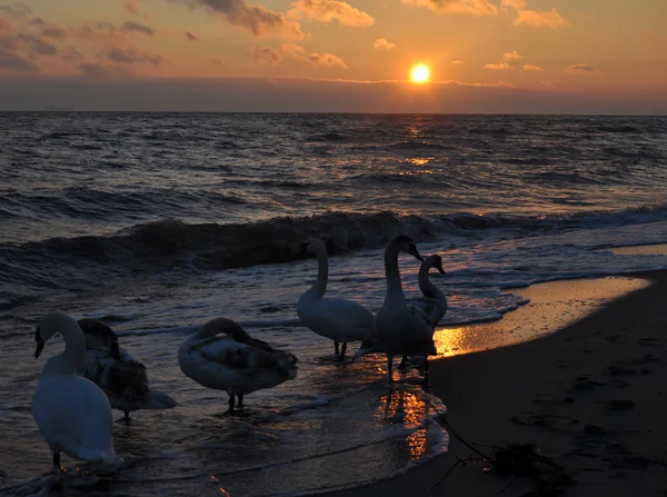 Hermoso amanecer y cisnes — Foto de Stock