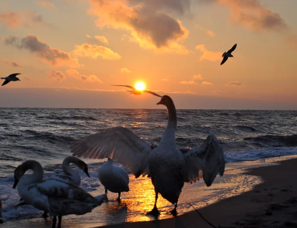 Hermoso amanecer y cisnes — Foto de Stock