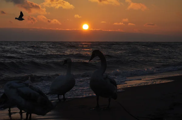 Beautiful sunrise and swans — Stock Photo, Image