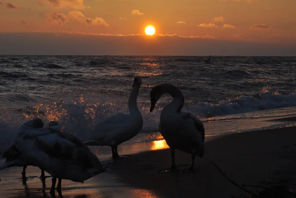 Hermoso amanecer y cisnes — Foto de Stock