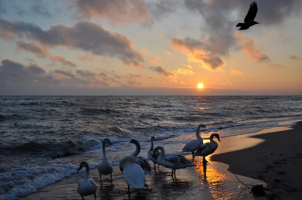 Hermoso amanecer y cisnes — Foto de Stock