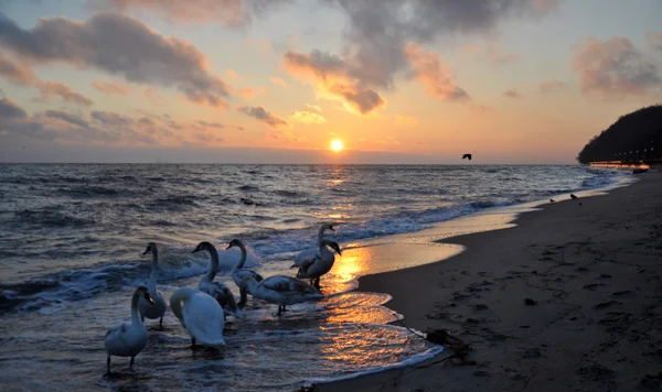 Hermoso amanecer y cisnes — Foto de Stock