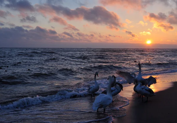 Hermoso amanecer y cisnes — Foto de Stock