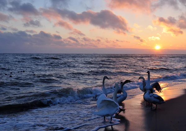 Belo nascer do sol e cisnes — Fotografia de Stock