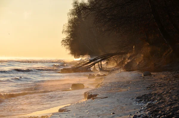 Sunrise sky  over the Baltic sea in January in Poland and frozen fallen tree — Stock Photo, Image