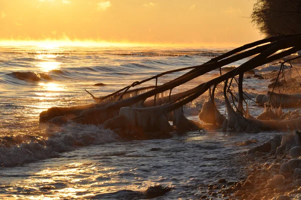 Cielo del amanecer sobre el mar Báltico en enero en Polonia y árbol caído congelado — Foto de Stock