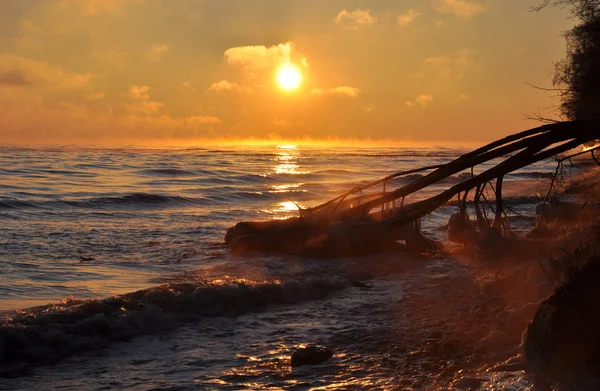 Salida del sol sobre el mar Báltico en enero en Polonia y árbol caído congelado — Foto de Stock