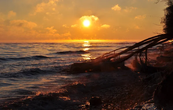 Salida del sol sobre el mar Báltico en enero en Polonia y árbol caído congelado — Foto de Stock