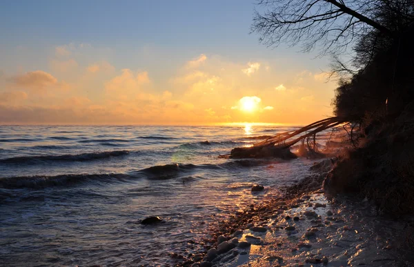 Salida del sol sobre el mar Báltico en enero en Polonia y árbol caído congelado — Foto de Stock
