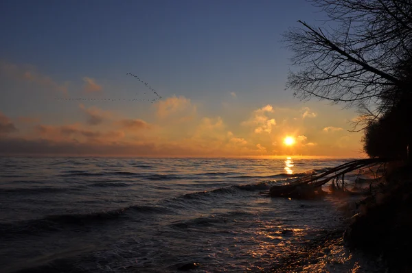 Salida del sol sobre el mar Báltico en enero en Polonia y árbol caído congelado — Foto de Stock