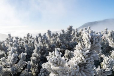 Karkonosze Dağları 'nda kış manzarası