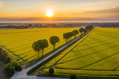 Kolza tarlasında güzel bir sabah.