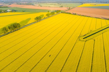 Kolza tarlasında güzel bir sabah.