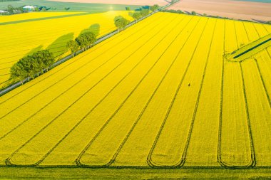 Kolza tarlasında güzel bir sabah.