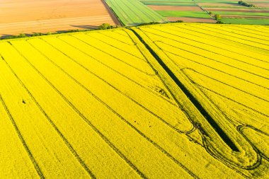 Kolza tarlasında güzel bir sabah.