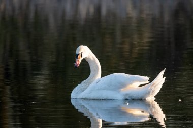 Sabah ışığında gölde kuğu..