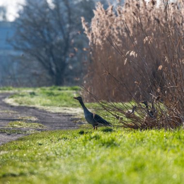 Yaban kazları sabah güneşinde genç yavrularıyla.