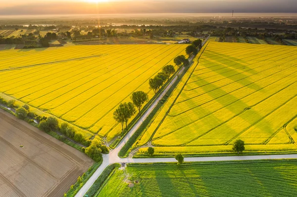 Krásné Ráno Nad Řepkovým Polem — Stock fotografie