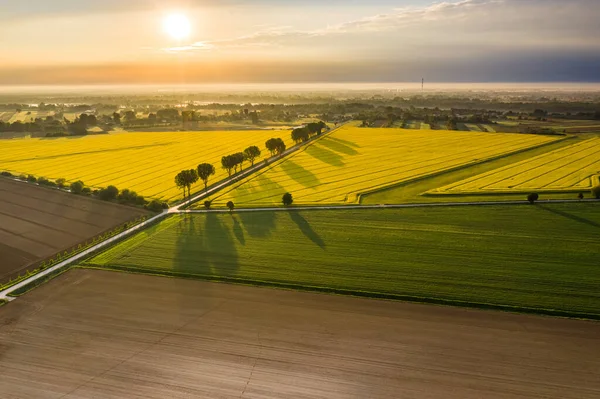 Krásné Ráno Nad Řepkovým Polem — Stock fotografie