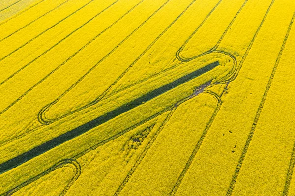 Krásné Ráno Nad Řepkovým Polem — Stock fotografie