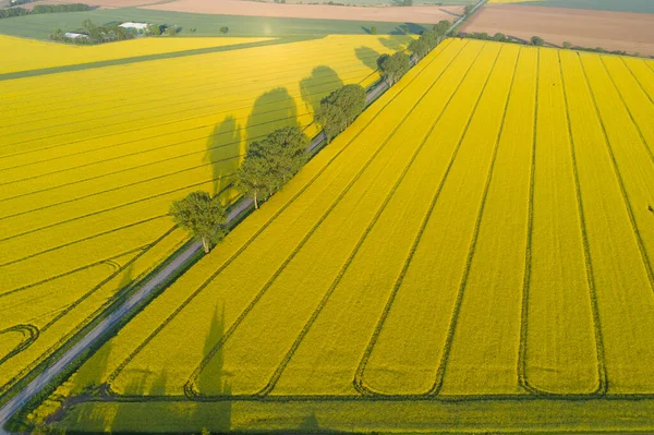 Krásné Ráno Nad Řepkovým Polem — Stock fotografie