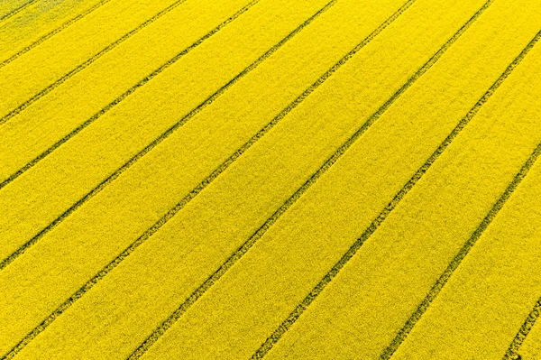 Beautiful Morning Rapeseed Field — Stock Photo, Image